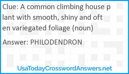 A common climbing house plant with smooth, shiny and often variegated foliage (noun) Answer