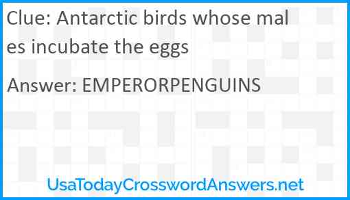 Antarctic birds whose males incubate the eggs Answer