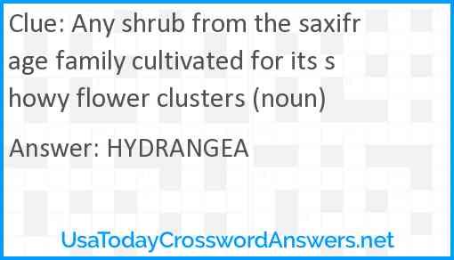 Any shrub from the saxifrage family cultivated for its showy flower clusters (noun) Answer