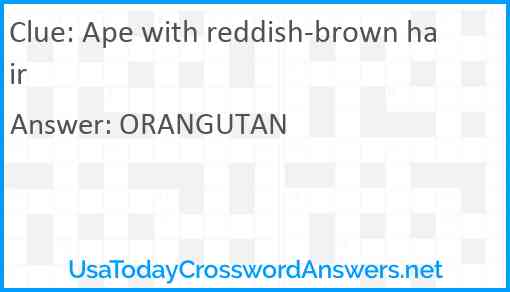 Ape with reddish-brown hair Answer