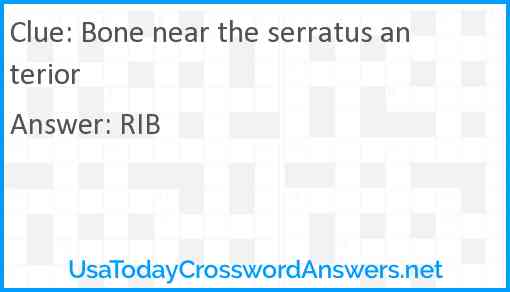 Bone near the serratus anterior Answer
