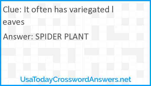 It often has variegated leaves Answer