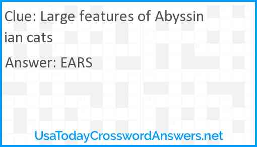 Large features of Abyssinian cats Answer