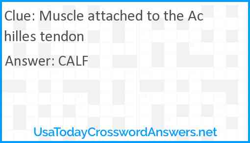 Muscle attached to the Achilles tendon Answer