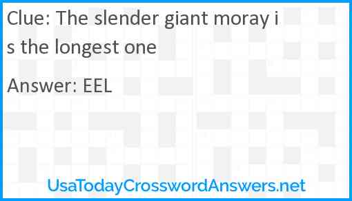 The slender giant moray is the longest one Answer