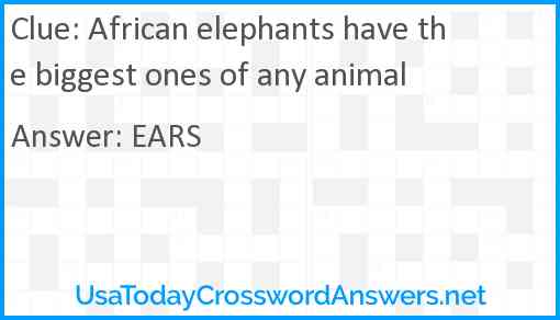 African elephants have the biggest ones of any animal Answer