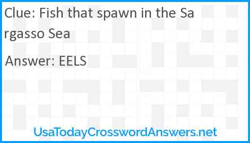 Fish that spawn in the Sargasso Sea Answer