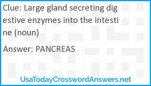 Large gland secreting digestive enzymes into the intestine (noun) Answer