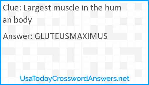 Largest muscle in the human body Answer