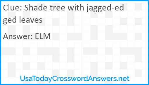 Shade tree with jagged-edged leaves Answer