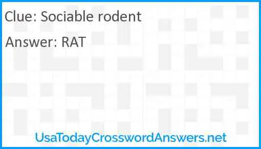 Sociable rodent Answer