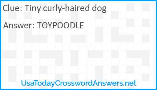 Tiny curly-haired dog Answer