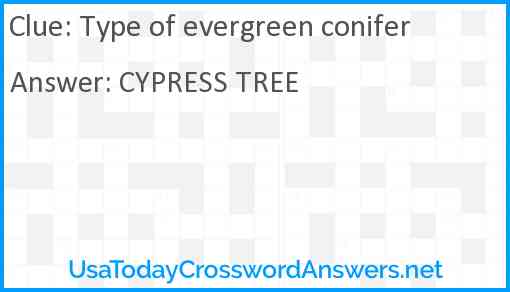 Type of evergreen conifer Answer