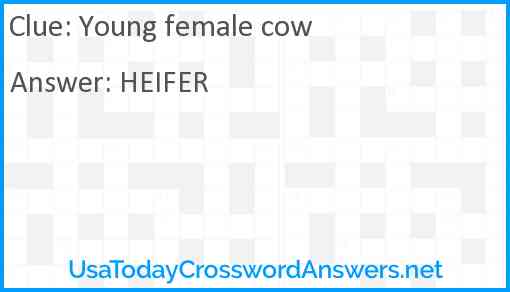 Young female cow Answer